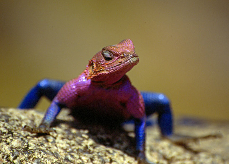 Agamidae - Tanzania